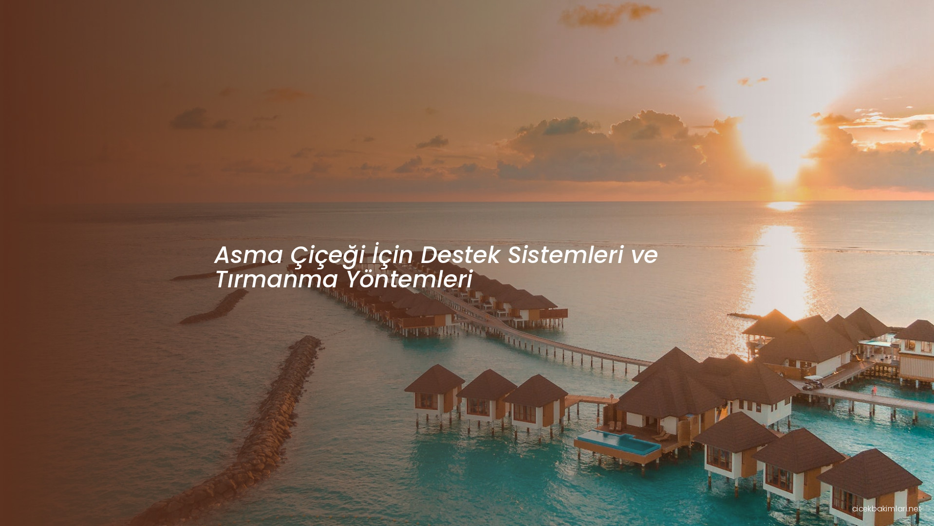 Asma Çiçeği İçin Destek Sistemleri ve Tırmanma Yöntemleri