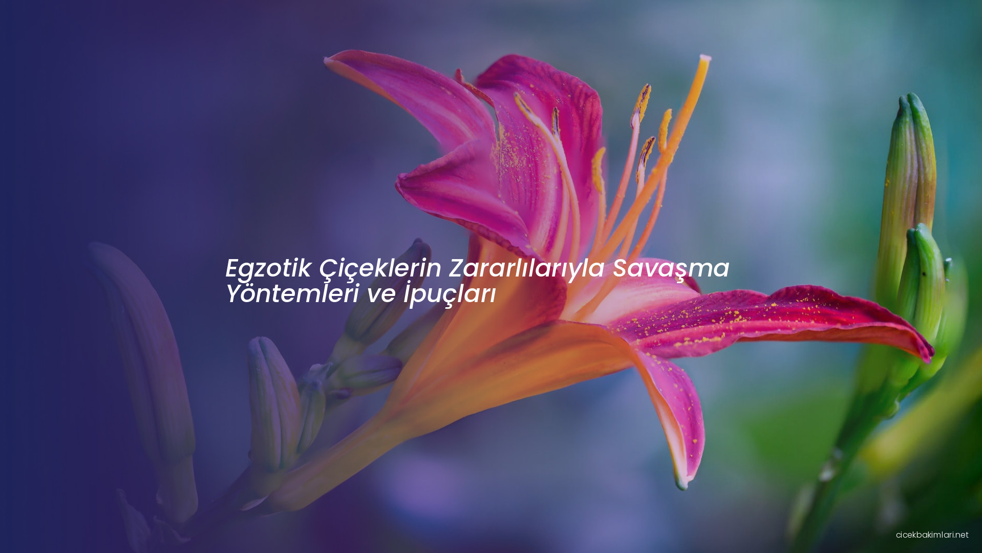 Egzotik Çiçeklerin Zararlılarıyla Savaşma Yöntemleri ve İpuçları
