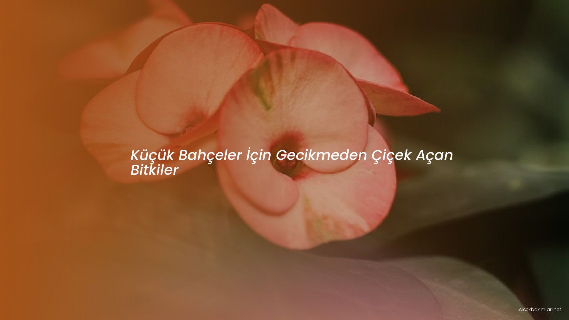 Küçük Bahçeler İçin Gecikmeden Çiçek Açan Bitkiler