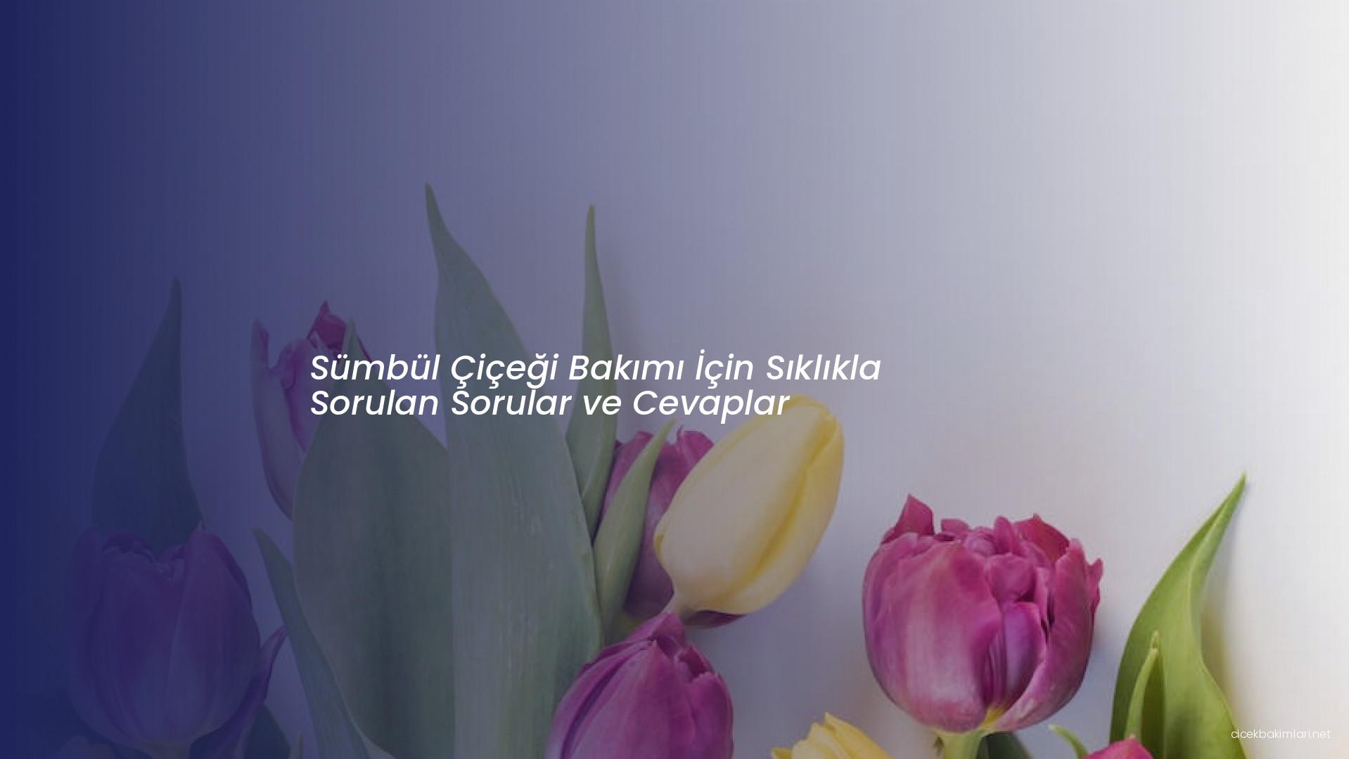 Sümbül Çiçeği Bakımı İçin Sıklıkla Sorulan Sorular ve Cevaplar