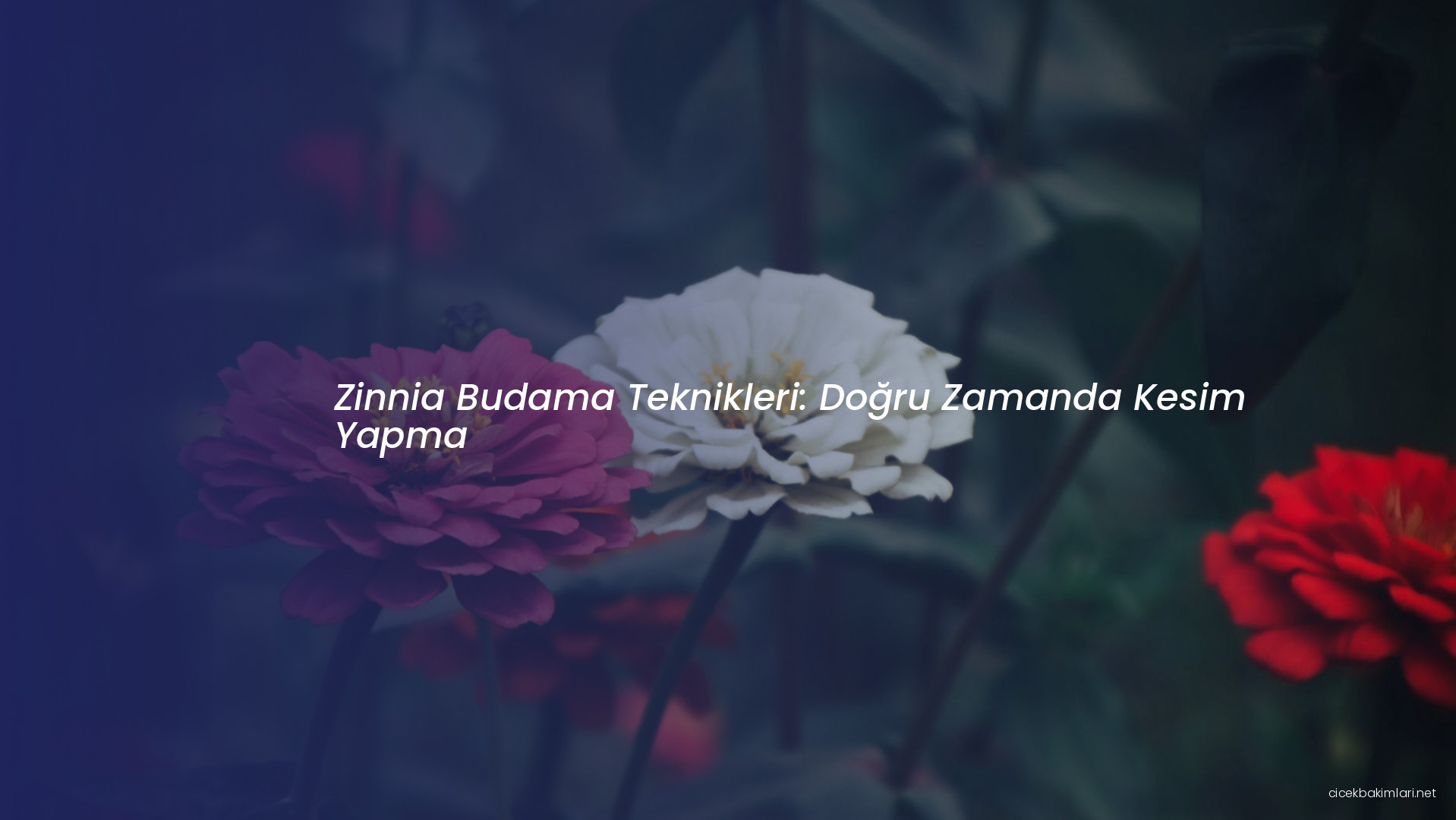 Zinnia Budama Teknikleri: Doğru Zamanda Kesim Yapma