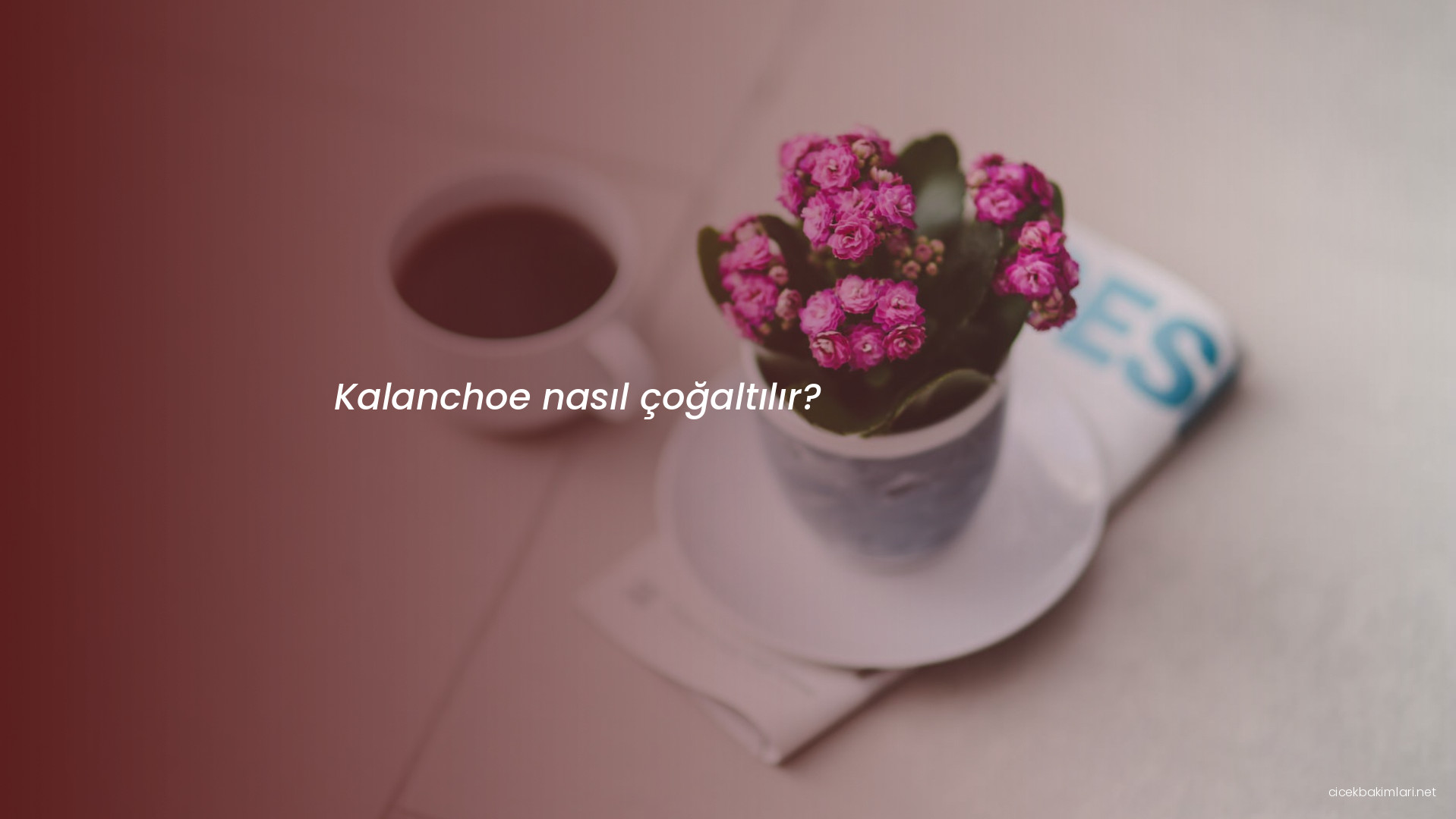 Kalanchoe nasıl çoğaltılır?
