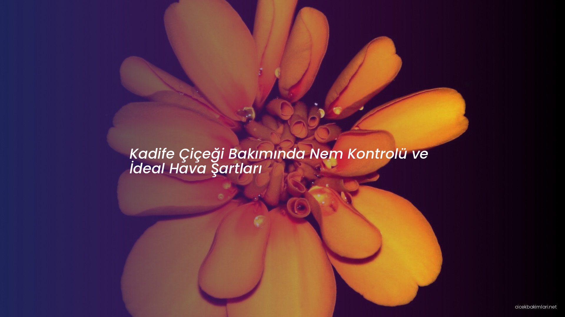 Kadife Çiçeği Bakımında Nem Kontrolü ve İdeal Hava Şartları