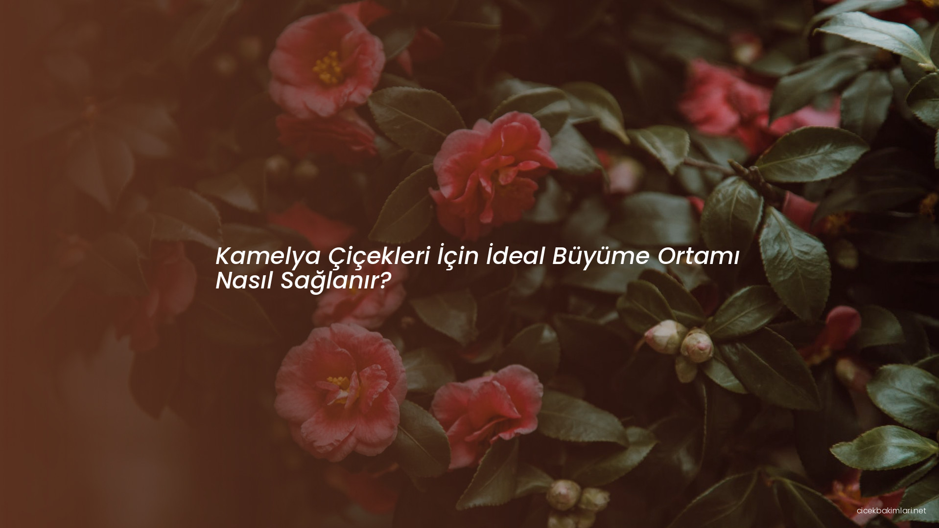 Kamelya Çiçekleri İçin İdeal Büyüme Ortamı Nasıl Sağlanır?