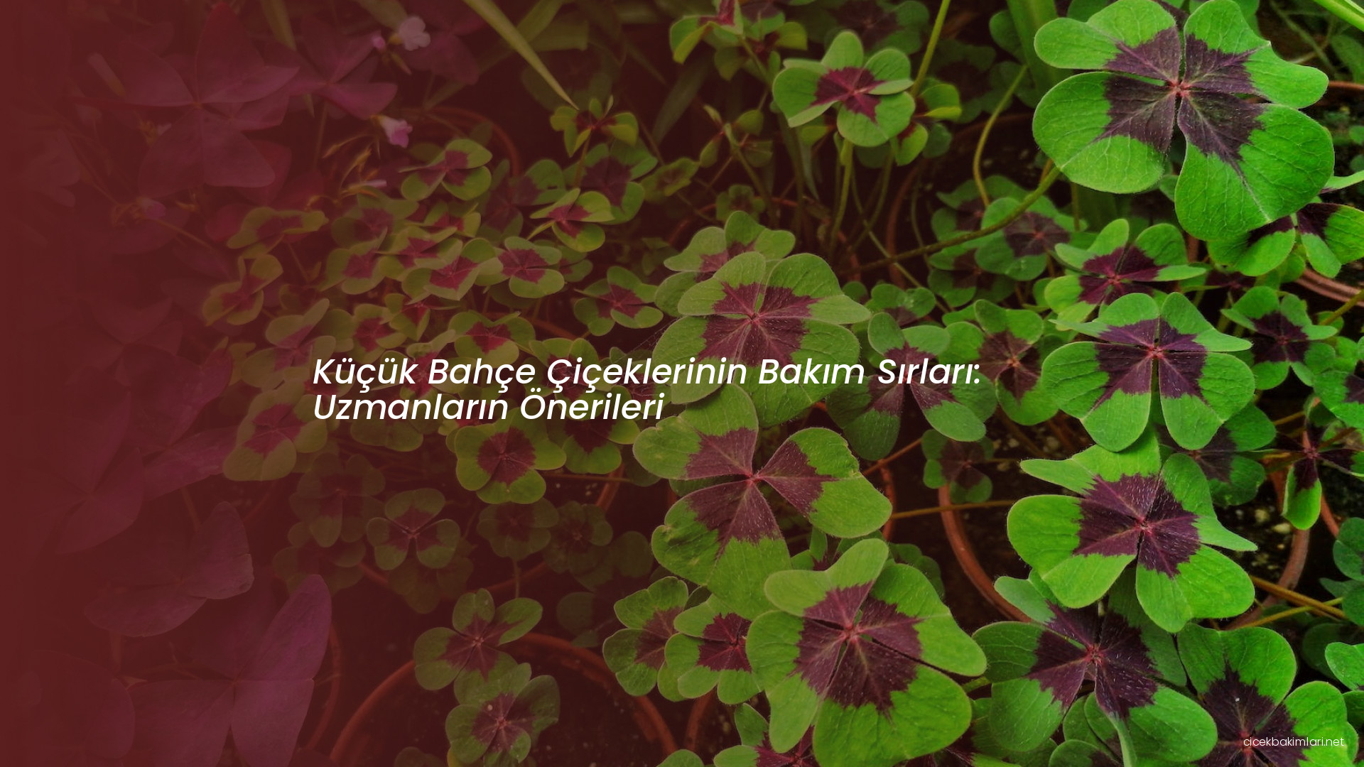 Küçük Bahçe Çiçeklerinin Bakım Sırları: Uzmanların Önerileri