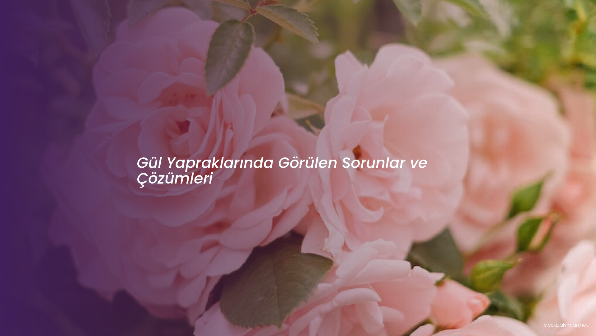 Gül Yapraklarında Görülen Sorunlar ve Çözümleri