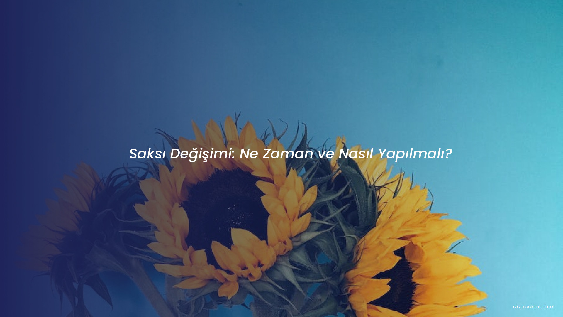 Saksı Değişimi: Ne Zaman ve Nasıl Yapılmalı?