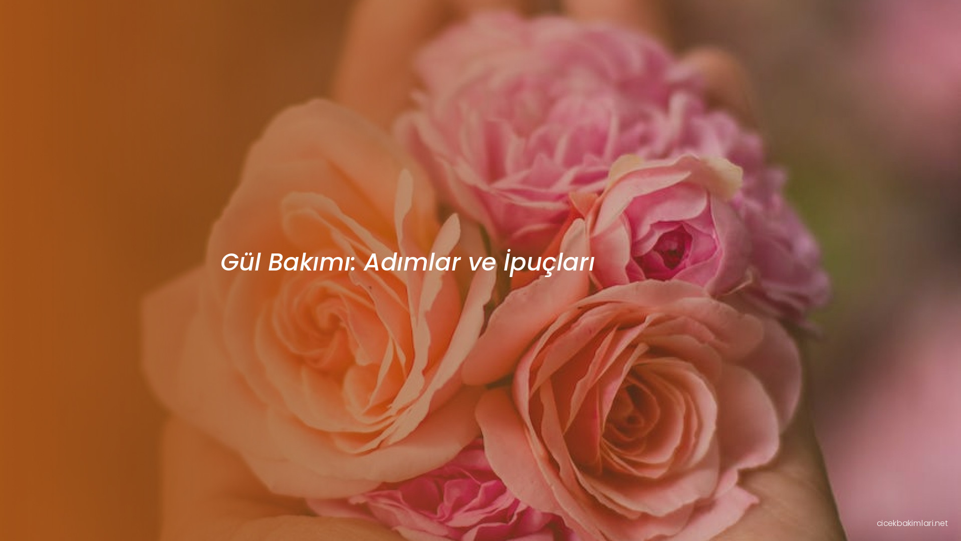 Gül Bakımı: Adımlar ve İpuçları