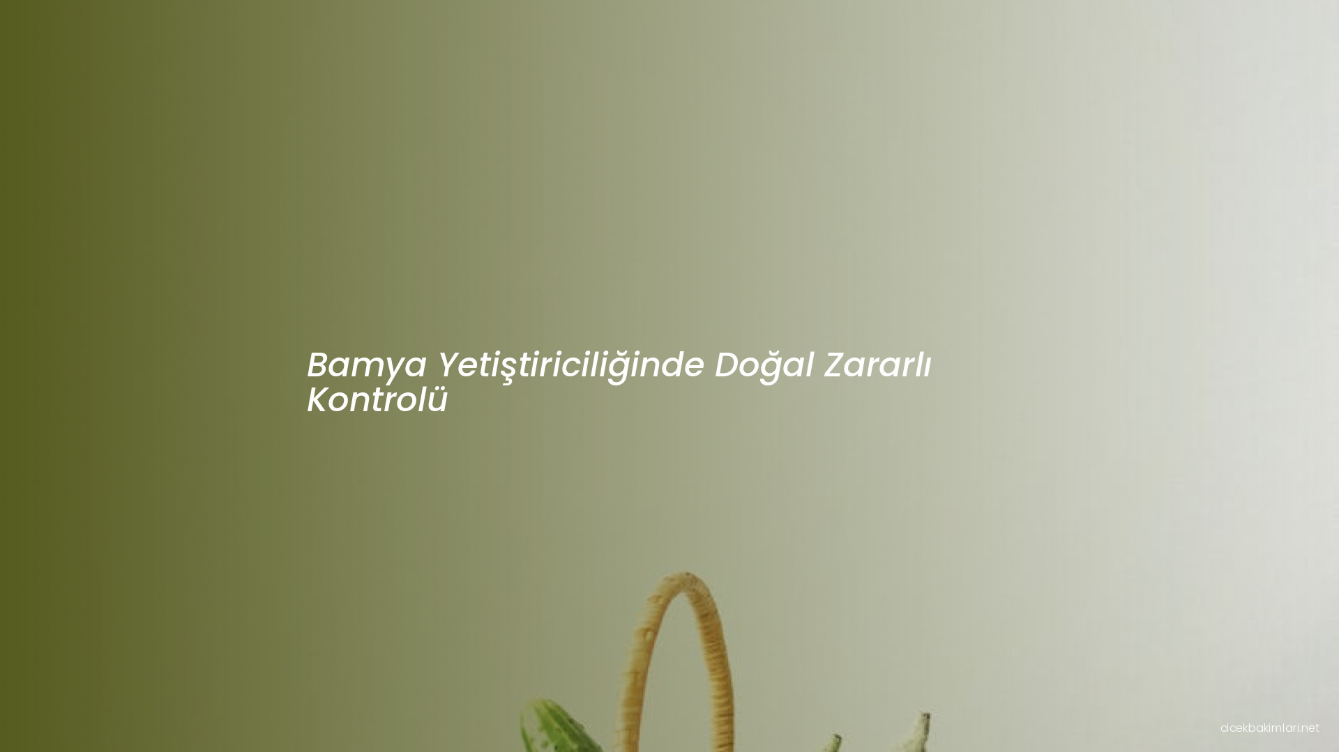 Bamya Yetiştiriciliğinde Doğal Zararlı Kontrolü