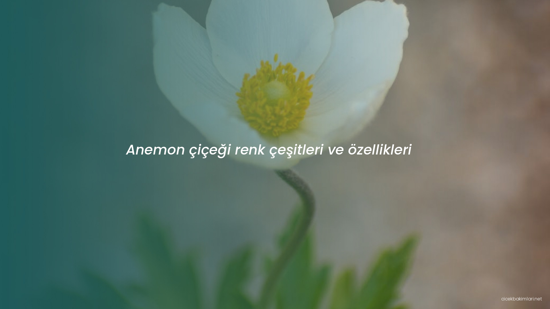 Anemon çiçeği renk çeşitleri ve özellikleri