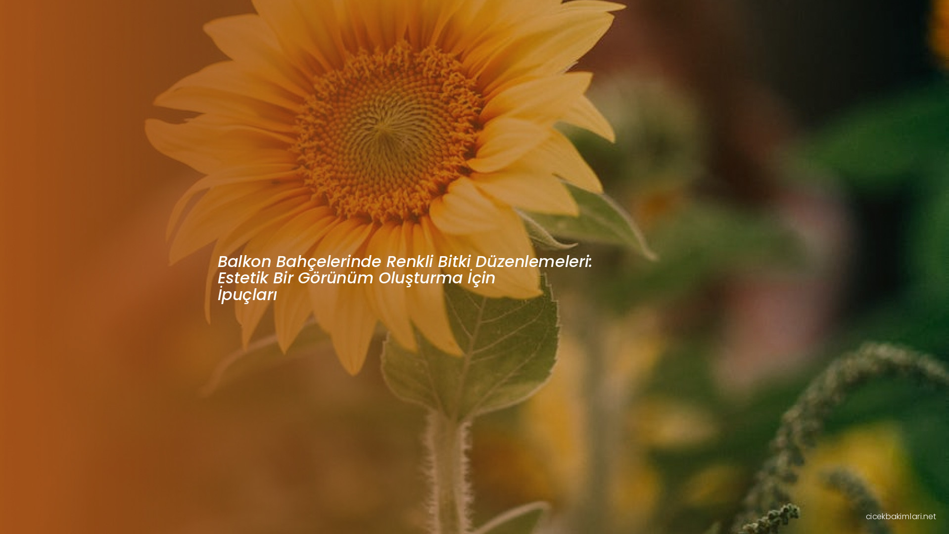 Balkon Bahçelerinde Renkli Bitki Düzenlemeleri: Estetik Bir Görünüm Oluşturma İçin İpuçları