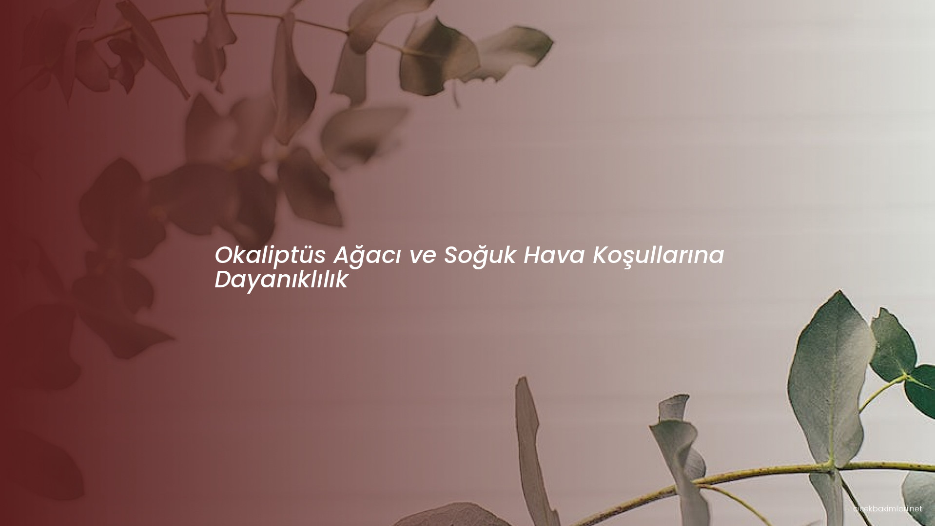 Okaliptüs Ağacı ve Soğuk Hava Koşullarına Dayanıklılık