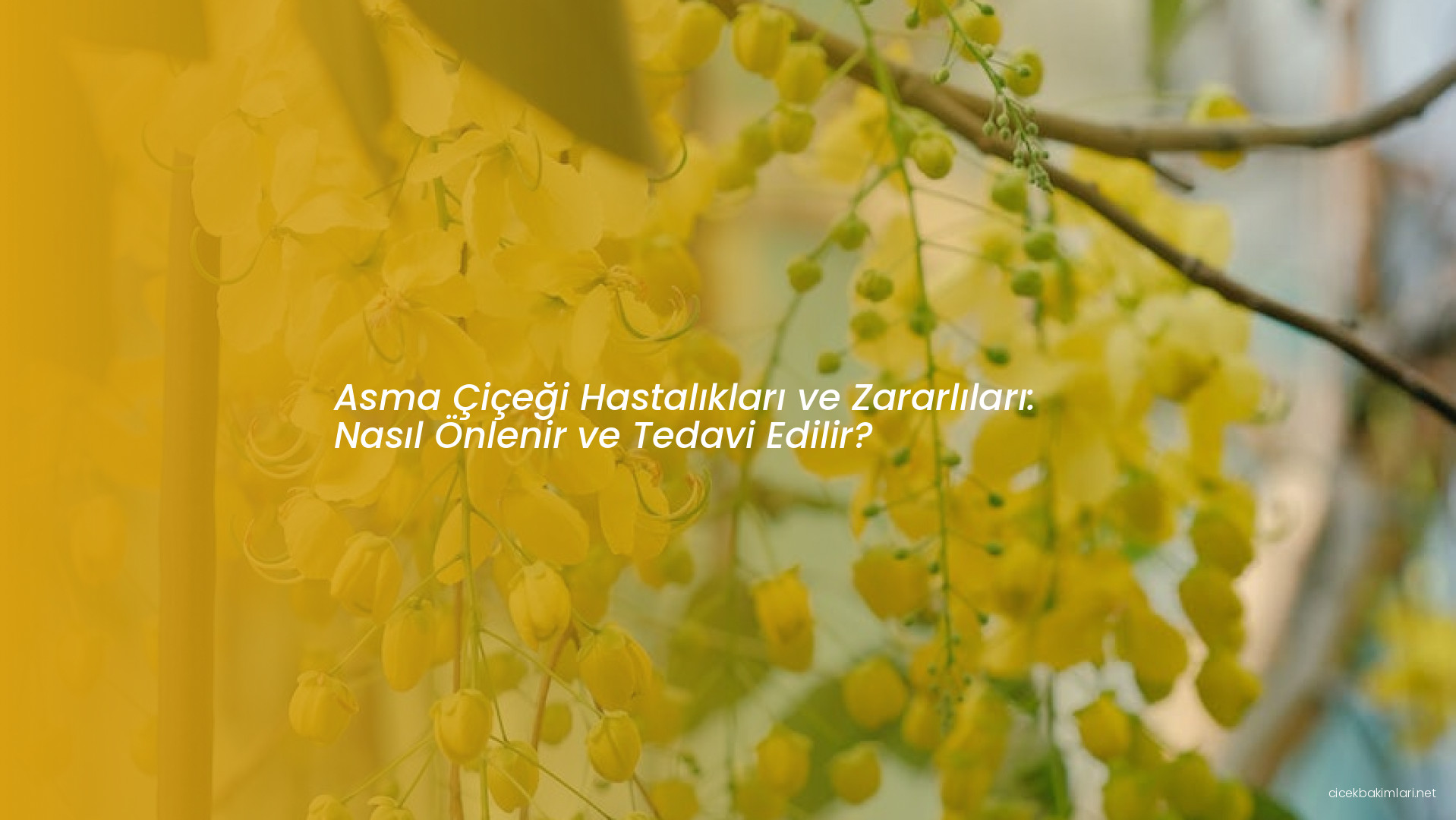 Asma Çiçeği Hastalıkları ve Zararlıları: Nasıl Önlenir ve Tedavi Edilir?