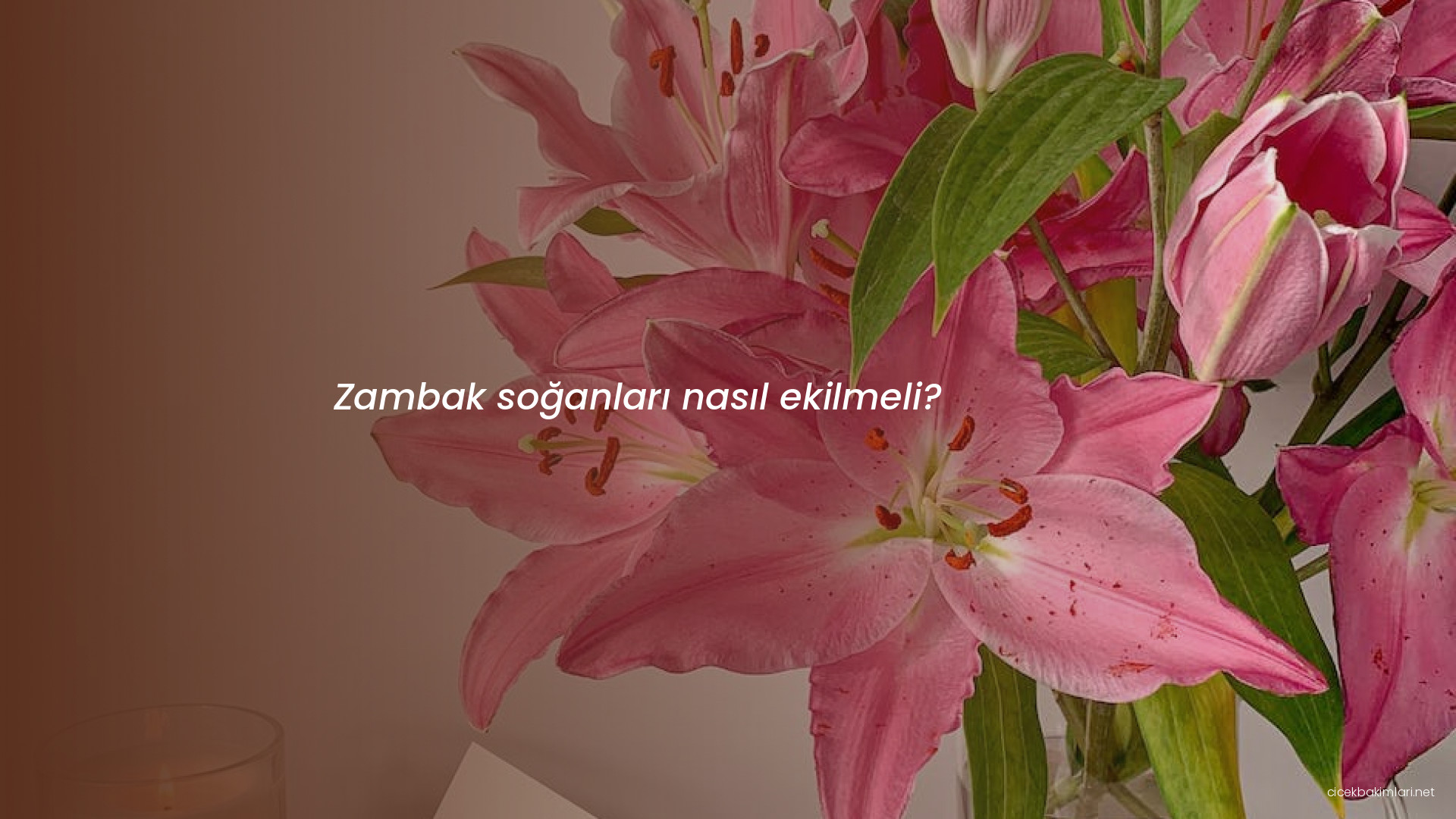 Zambak soğanları nasıl ekilmeli?