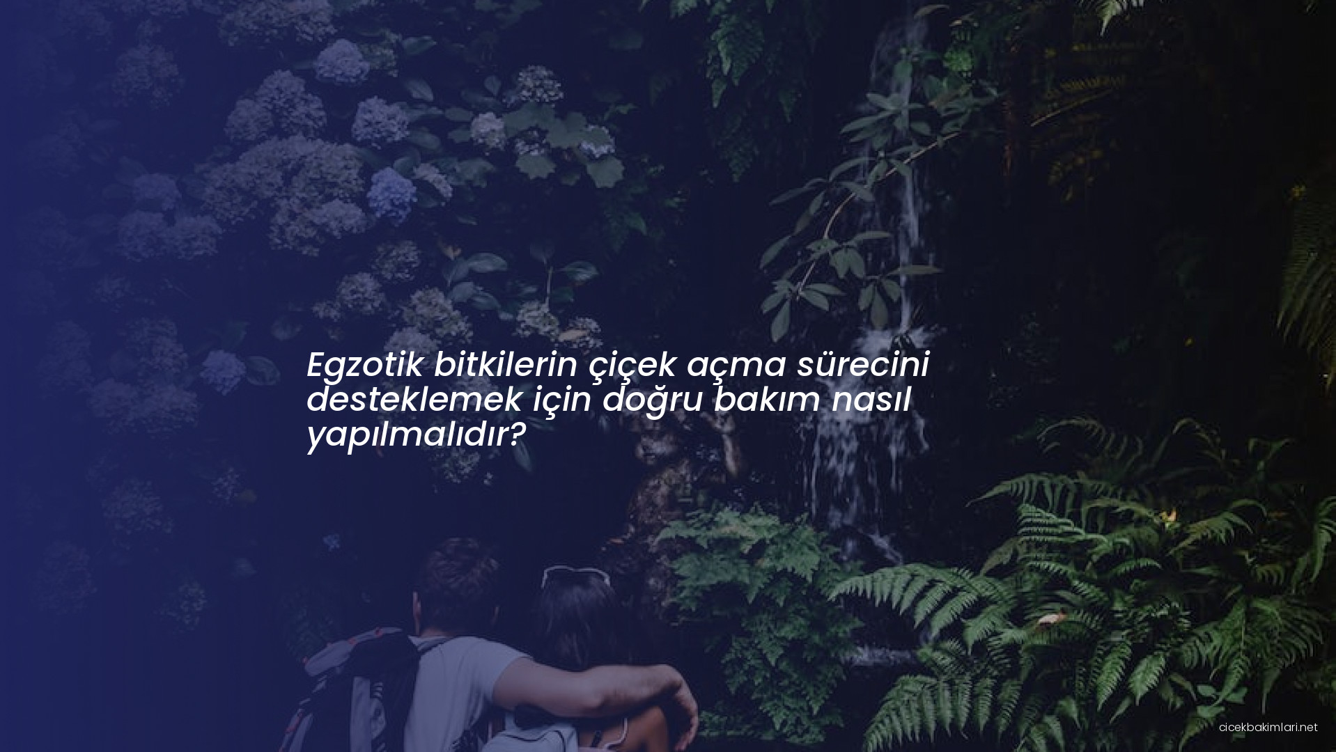 Egzotik bitkilerin çiçek açma sürecini desteklemek için doğru bakım nasıl yapılmalıdır?