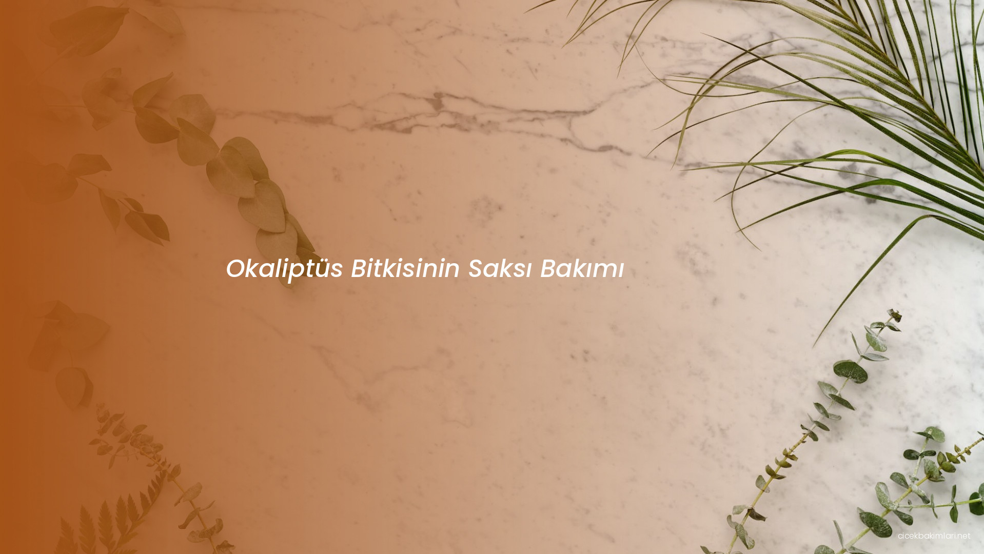 Okaliptüs Bitkisinin Saksı Bakımı