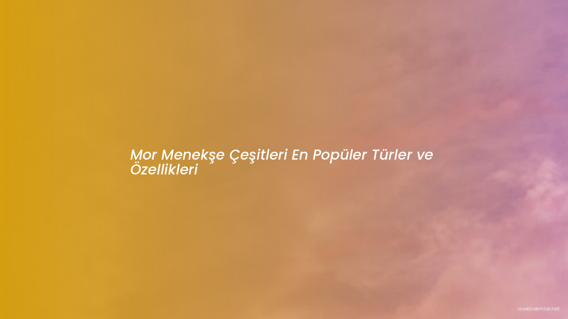 Mor Menekşe Çeşitleri En Popüler Türler ve Özellikleri