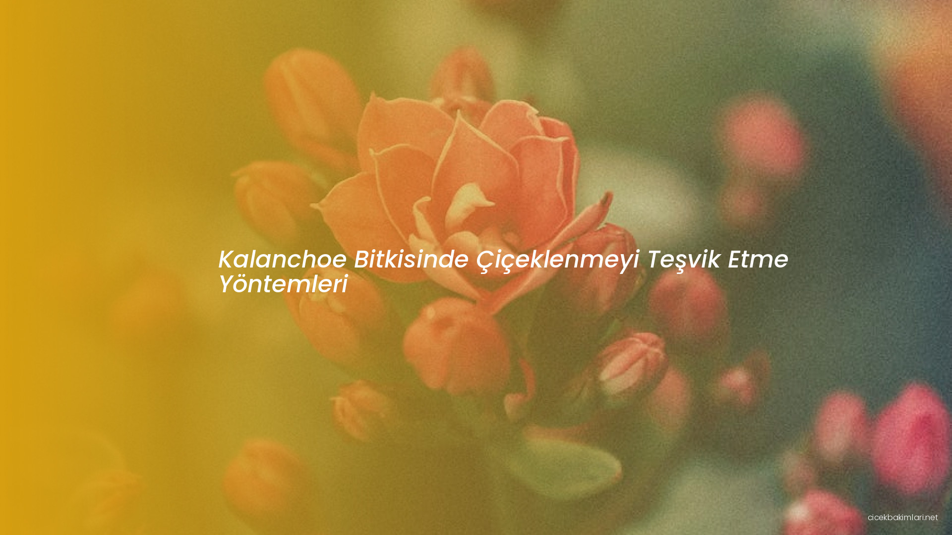 Kalanchoe Bitkisinde Çiçeklenmeyi Teşvik Etme Yöntemleri