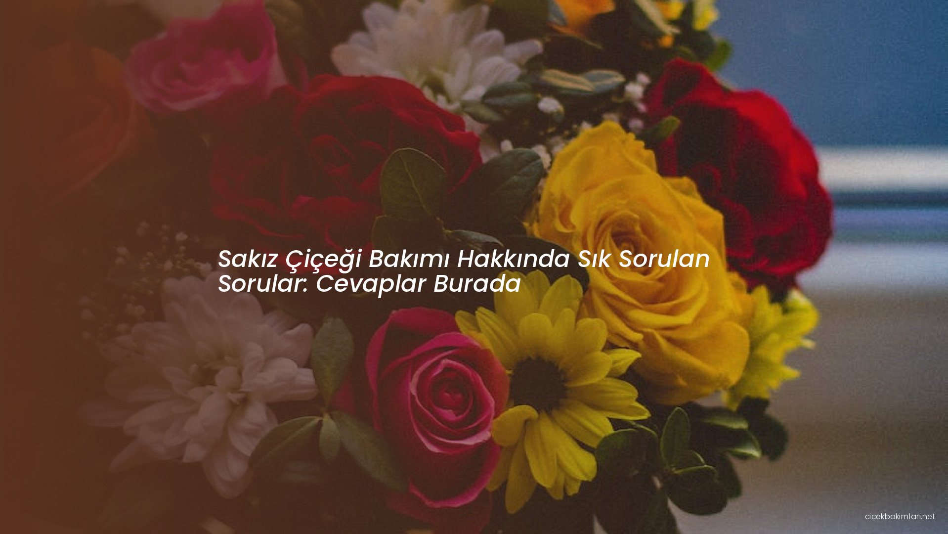 Sakız Çiçeği Bakımı Hakkında Sık Sorulan Sorular: Cevaplar Burada