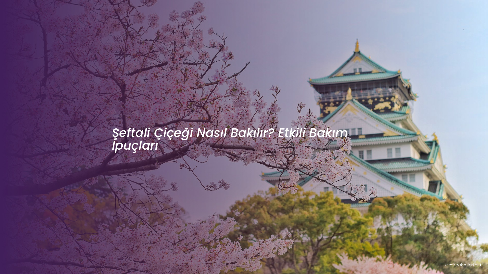 Şeftali Çiçeği Nasıl Bakılır? Etkili Bakım İpuçları