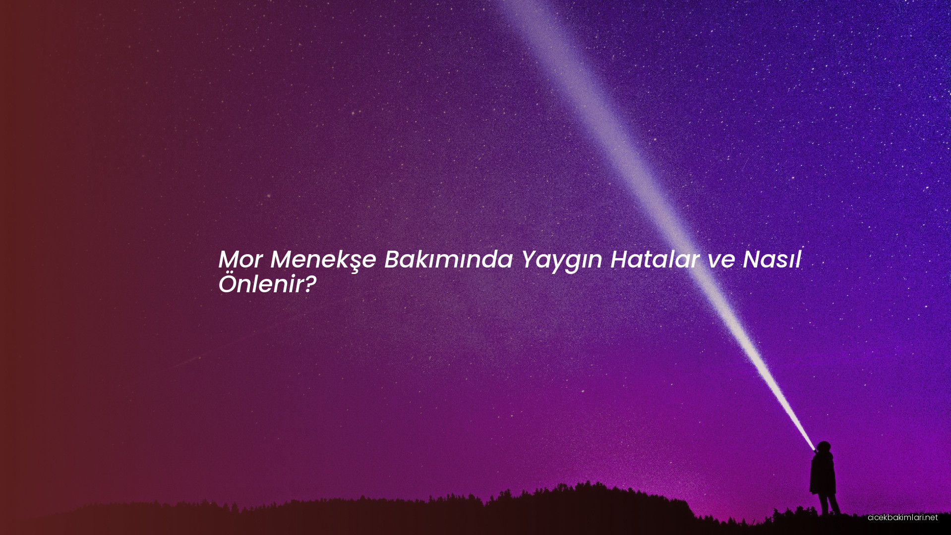 Mor Menekşe Bakımında Yaygın Hatalar ve Nasıl Önlenir?