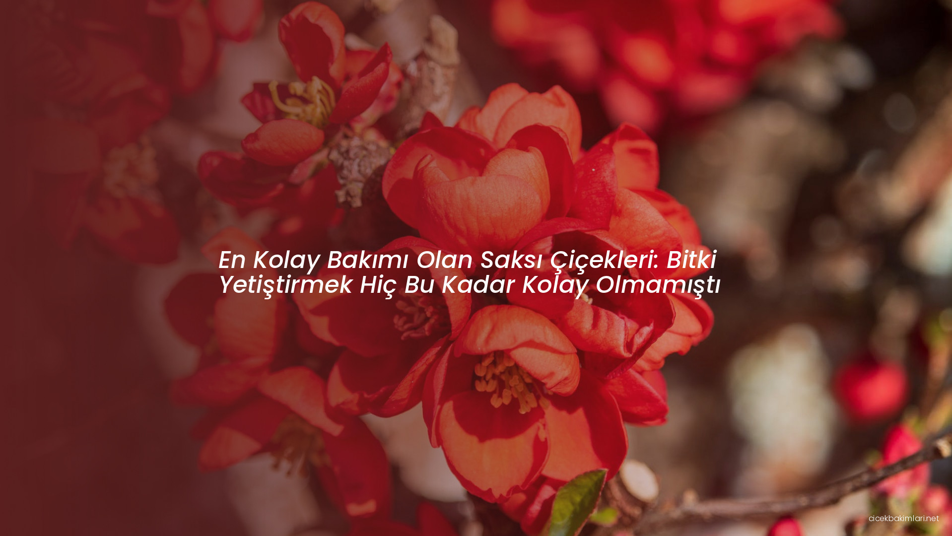 En Kolay Bakımı Olan Saksı Çiçekleri: Bitki Yetiştirmek Hiç Bu Kadar Kolay Olmamıştı