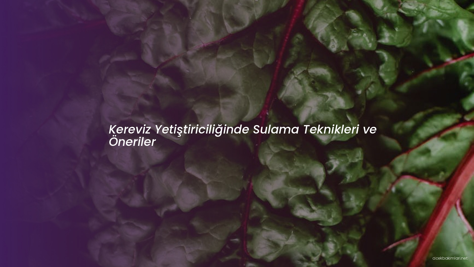 Kereviz Yetiştiriciliğinde Sulama Teknikleri ve Öneriler