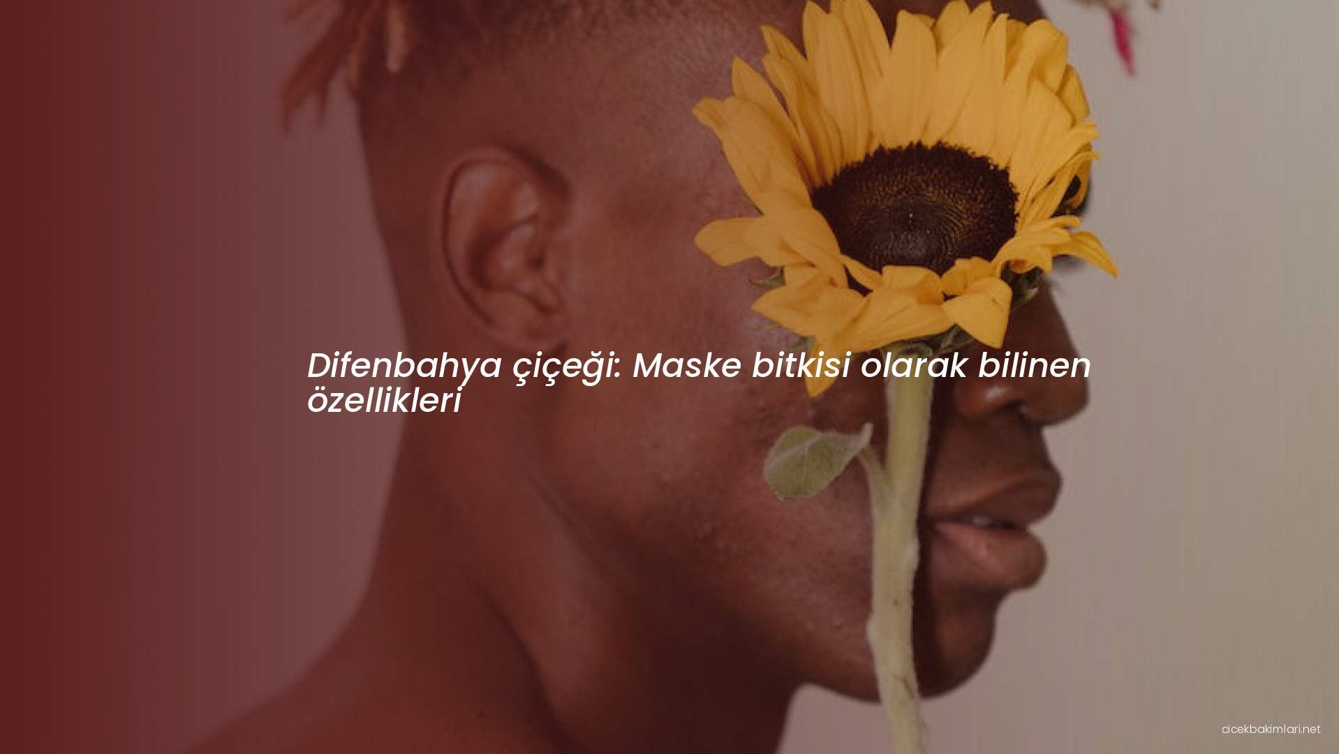 Difenbahya çiçeği: Maske bitkisi olarak bilinen özellikleri