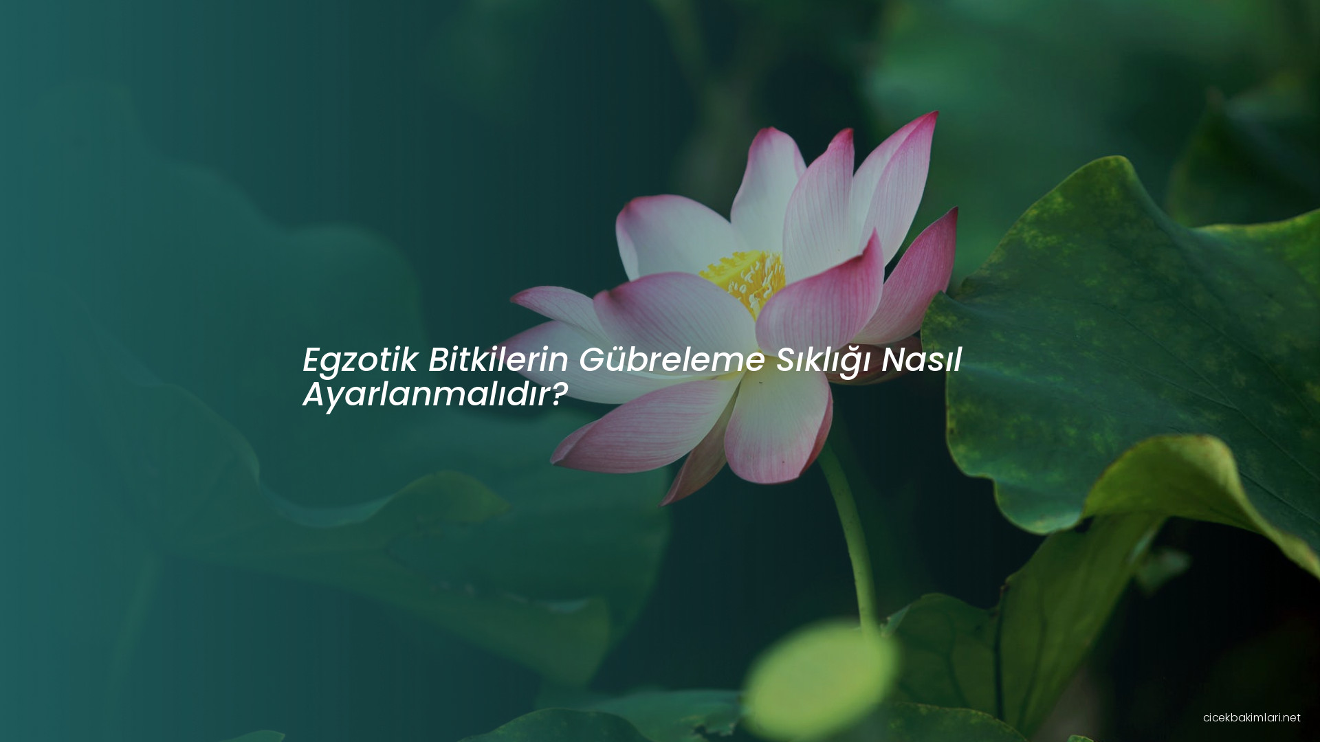 Egzotik Bitkilerin Gübreleme Sıklığı Nasıl Ayarlanmalıdır?