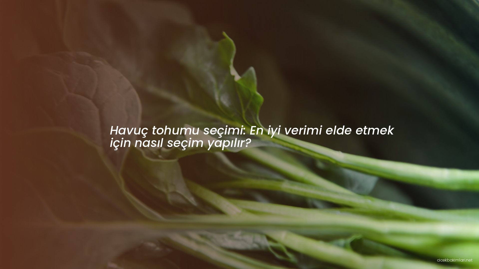 Havuç tohumu seçimi: En iyi verimi elde etmek için nasıl seçim yapılır?