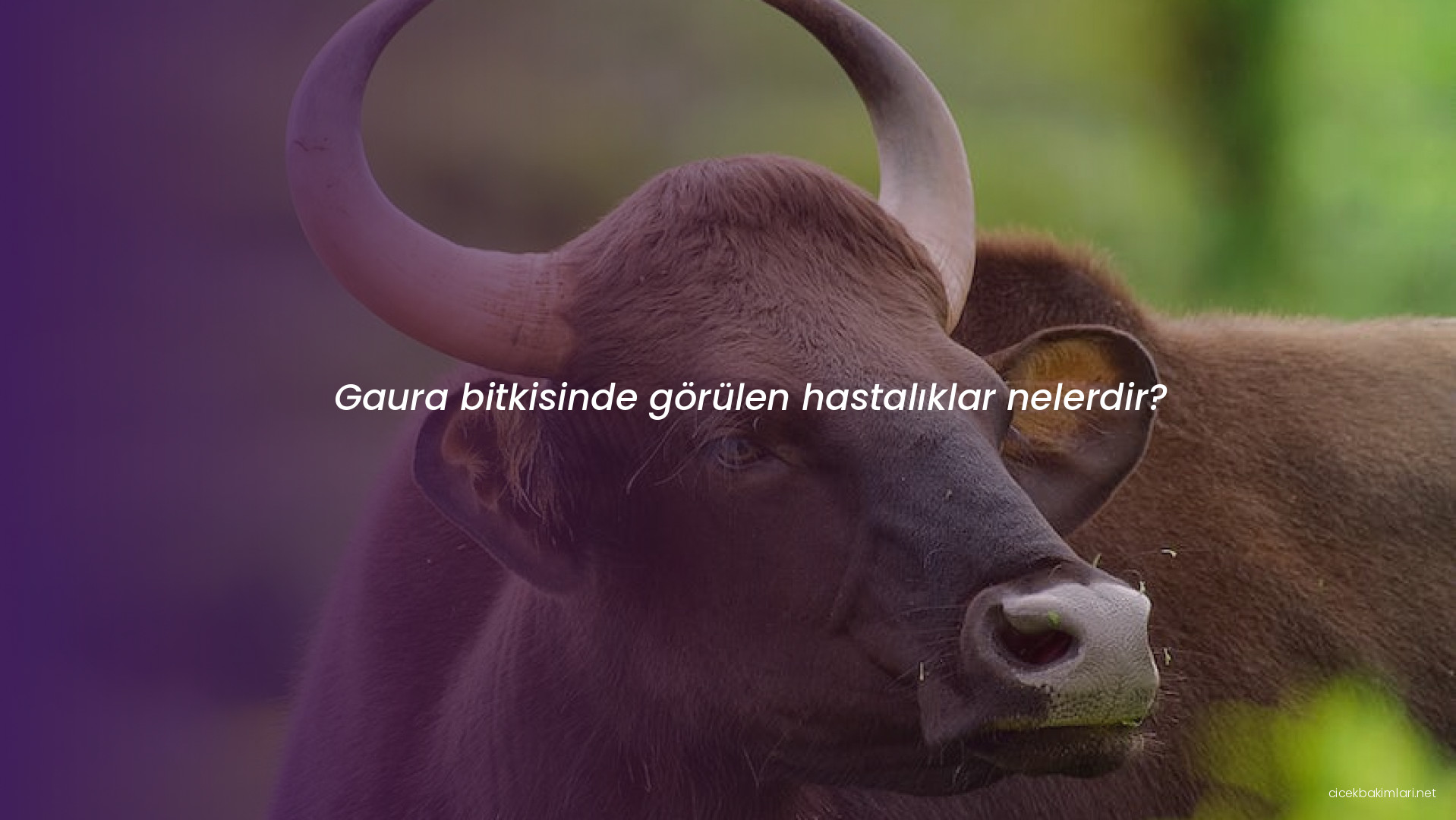 Gaura bitkisinde görülen hastalıklar nelerdir?