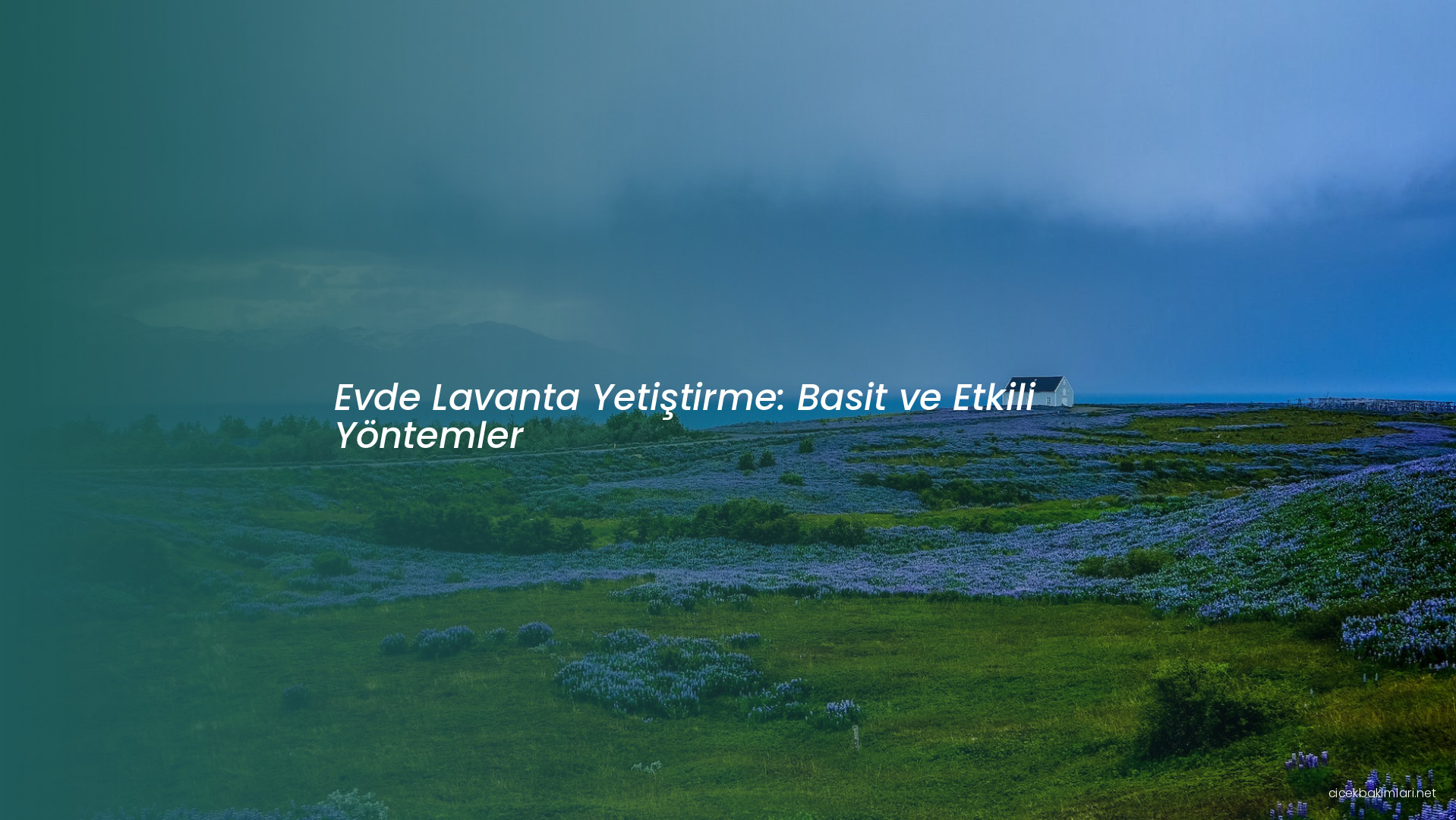 Evde Lavanta Yetiştirme: Basit ve Etkili Yöntemler