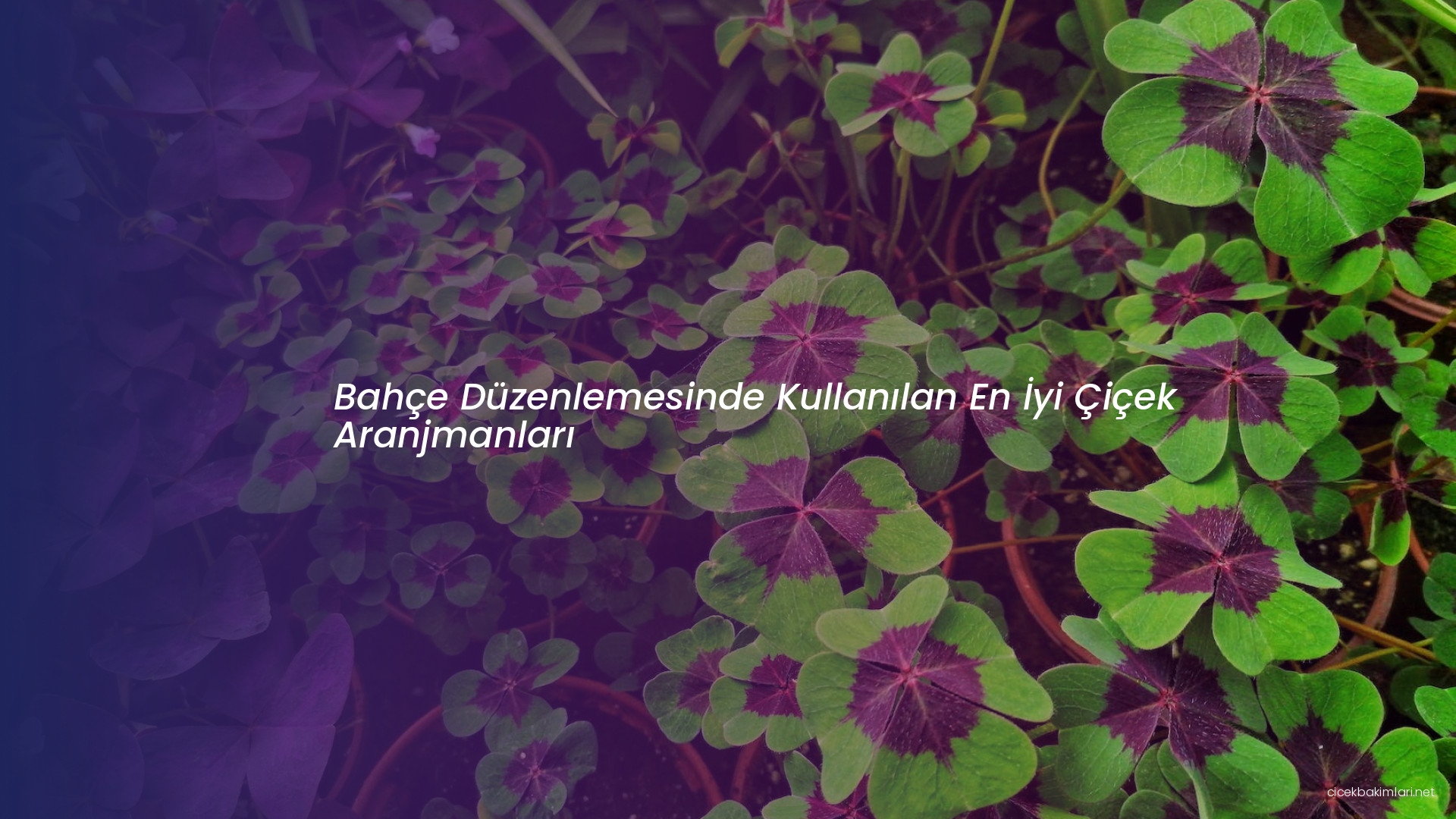 Bahçe Düzenlemesinde Kullanılan En İyi Çiçek Aranjmanları