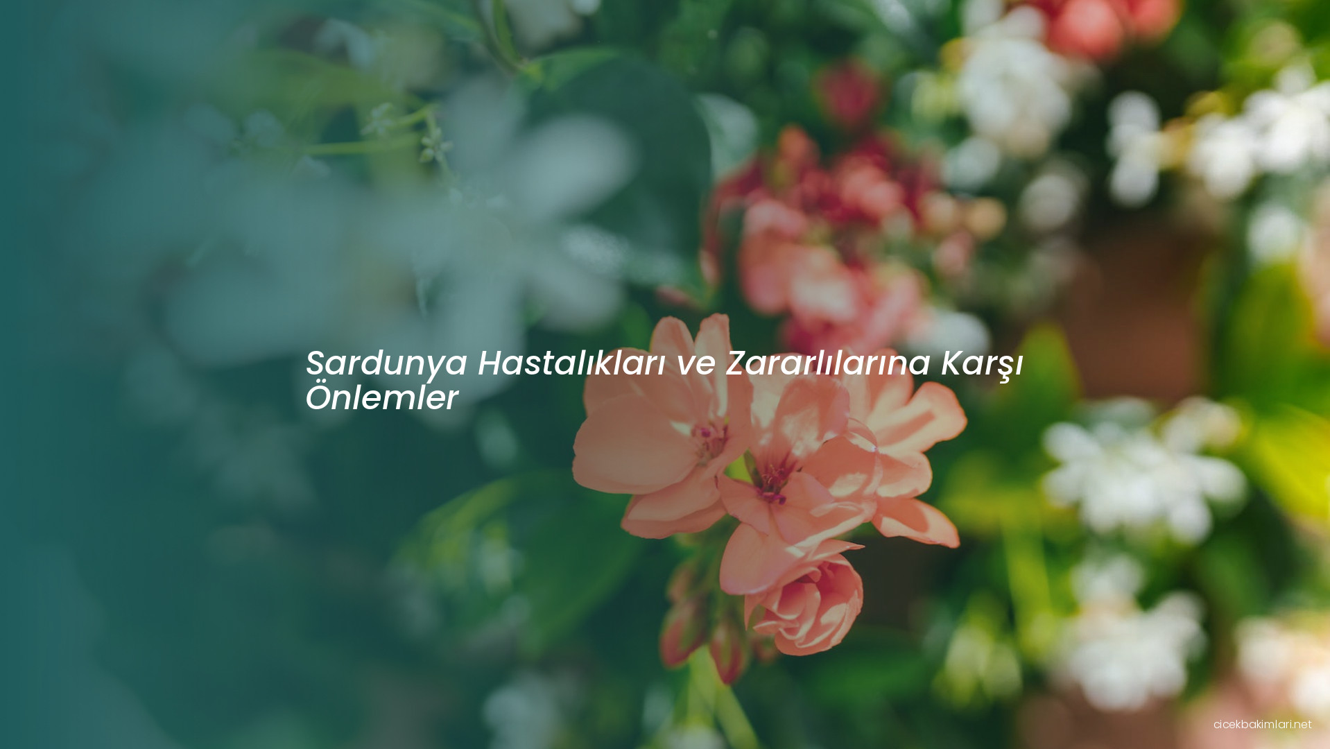 Sardunya Hastalıkları ve Zararlılarına Karşı Önlemler