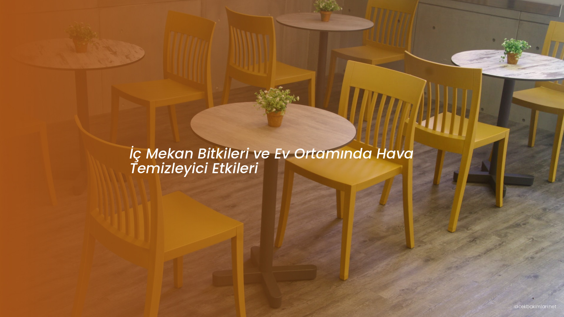 İç Mekan Bitkileri ve Ev Ortamında Hava Temizleyici Etkileri