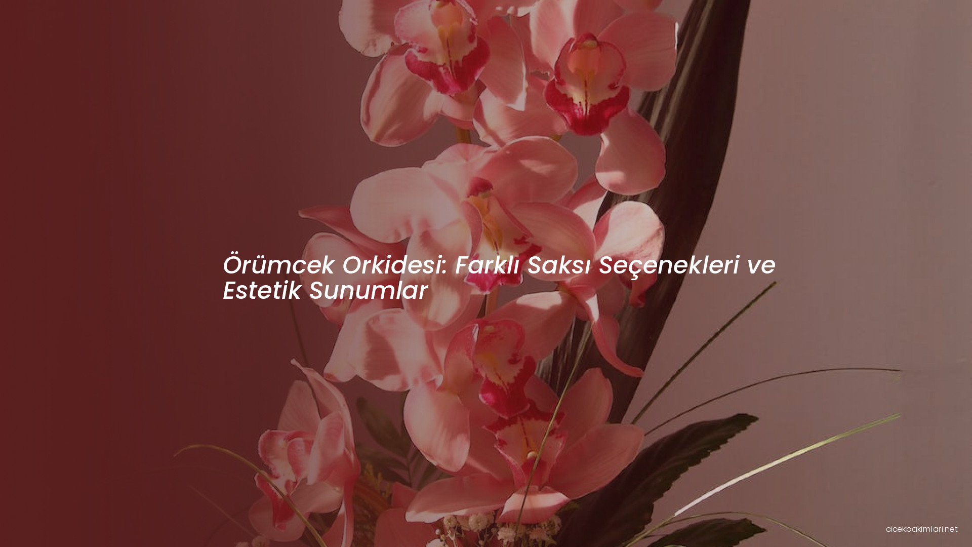 Örümcek Orkidesi: Farklı Saksı Seçenekleri ve Estetik Sunumlar