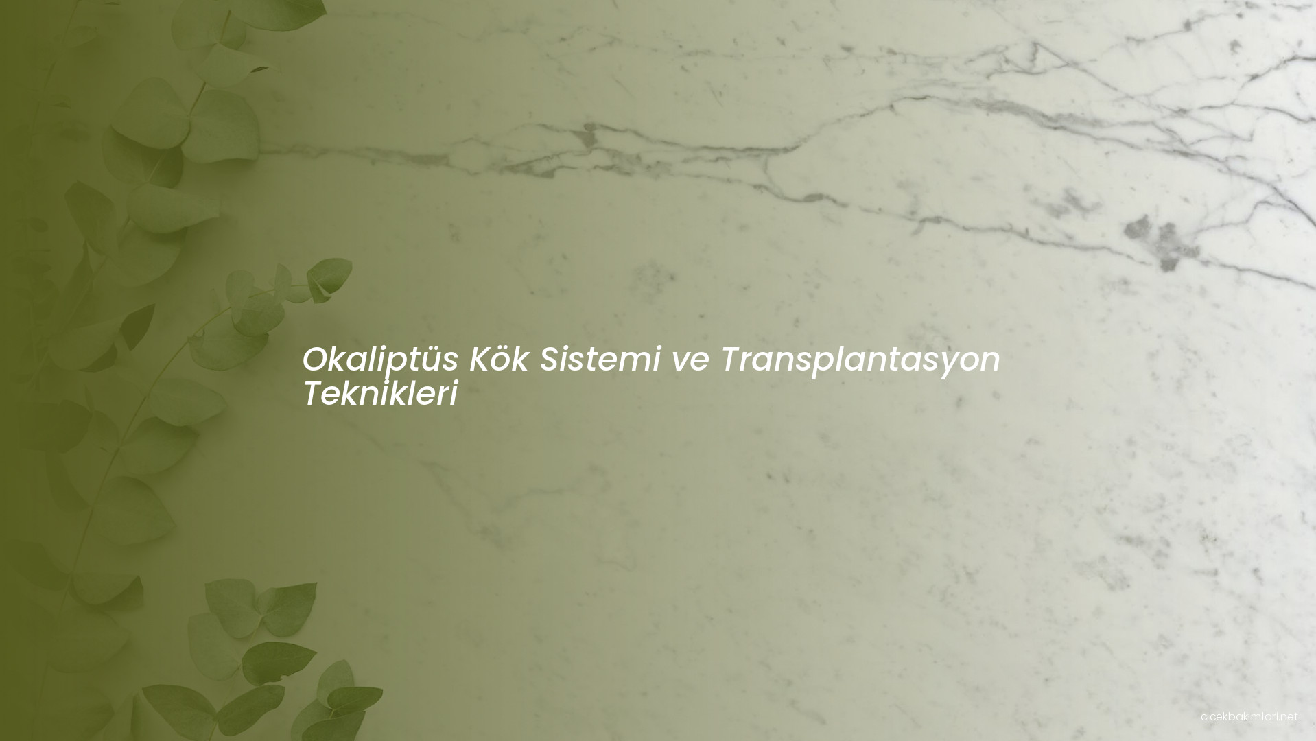 Okaliptüs Kök Sistemi ve Transplantasyon Teknikleri