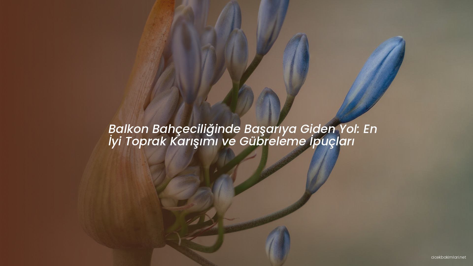 Balkon Bahçeciliğinde Başarıya Giden Yol: En İyi Toprak Karışımı ve Gübreleme İpuçları