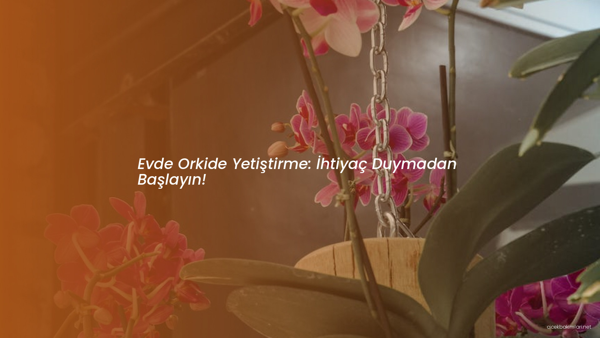 Evde Orkide Yetiştirme: İhtiyaç Duymadan Başlayın!