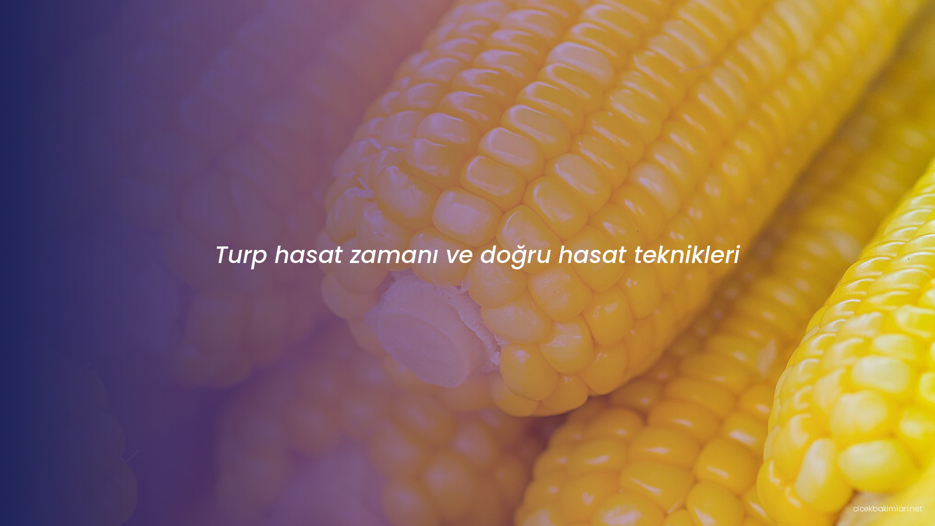 Turp hasat zamanı ve doğru hasat teknikleri