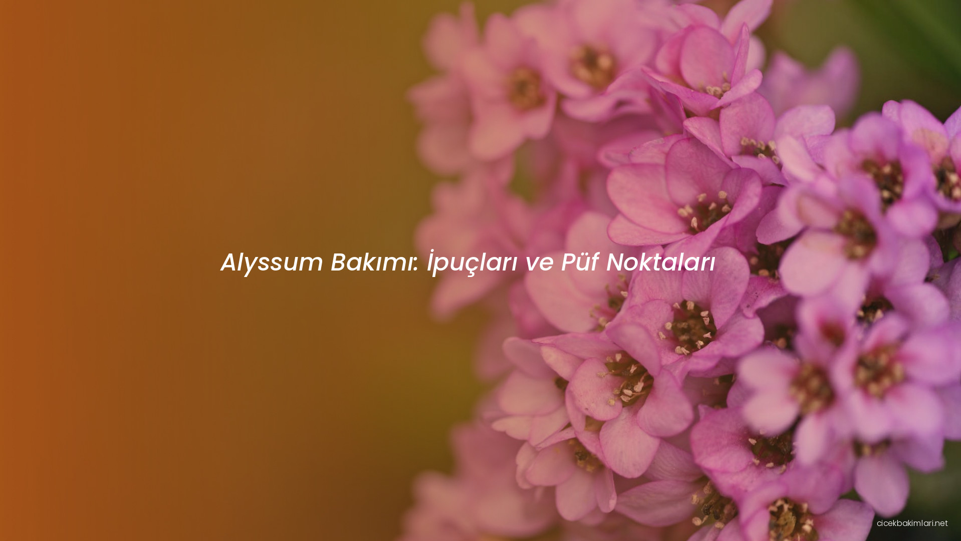 Alyssum Bakımı: İpuçları ve Püf Noktaları