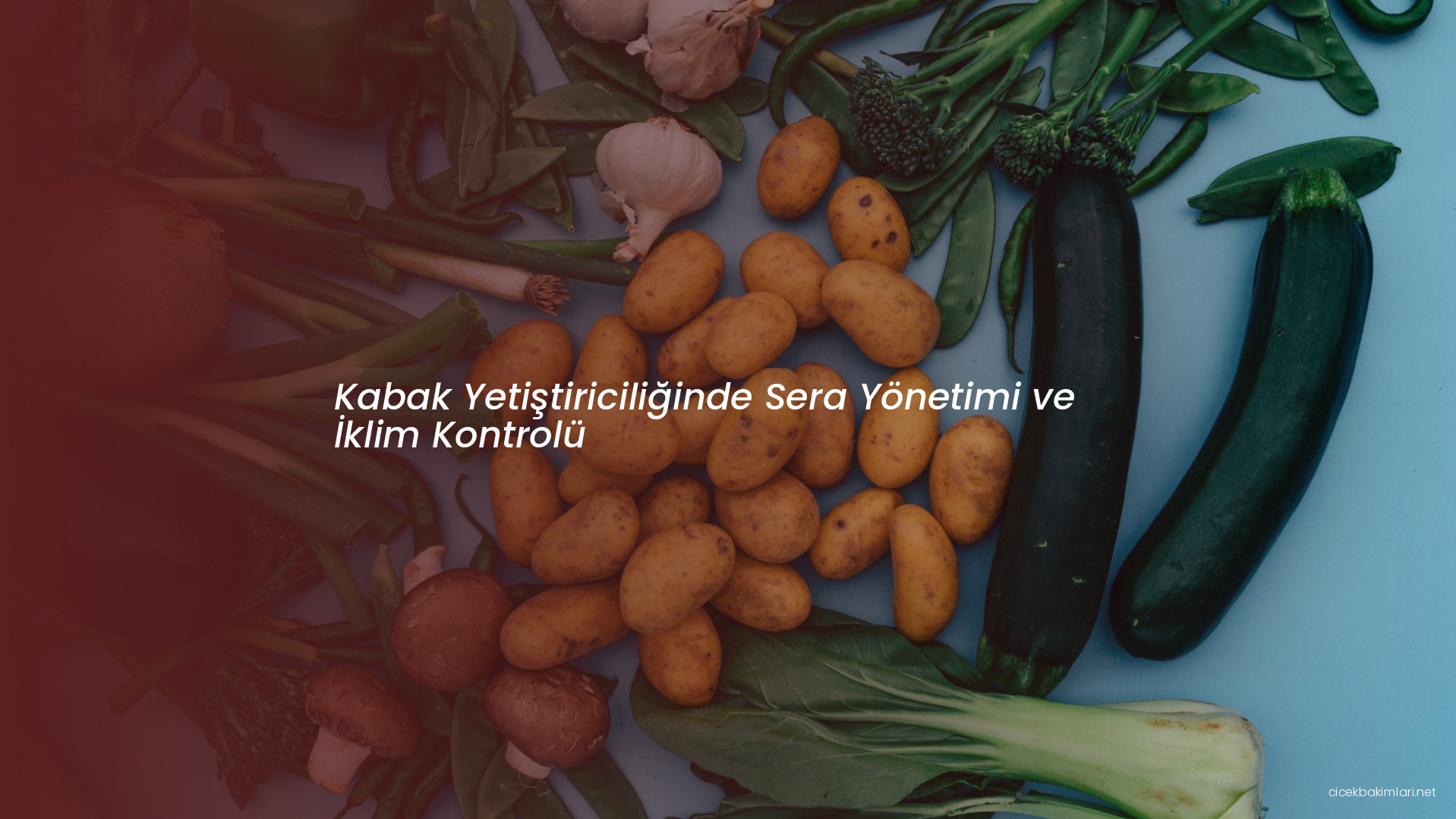 Kabak Yetiştiriciliğinde Sera Yönetimi ve İklim Kontrolü