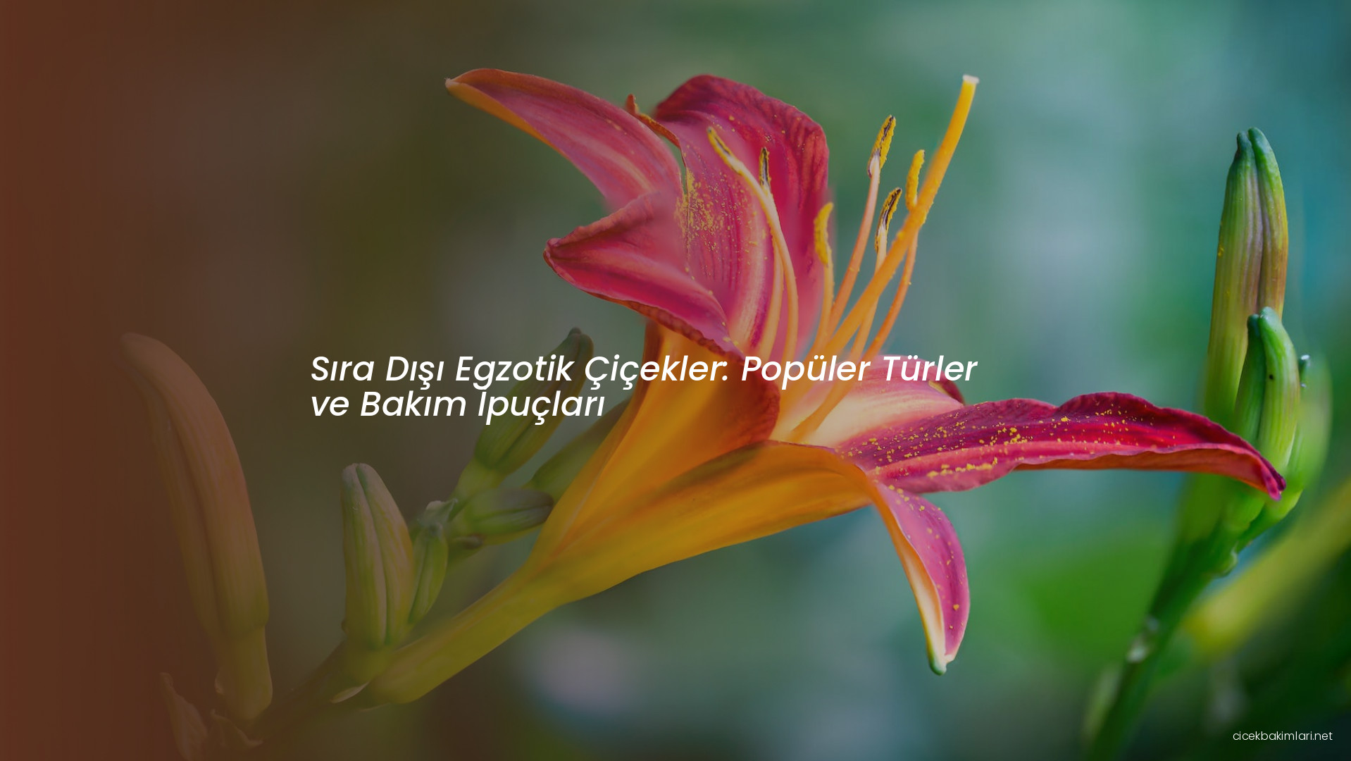 Sıra Dışı Egzotik Çiçekler: Popüler Türler ve Bakım İpuçları