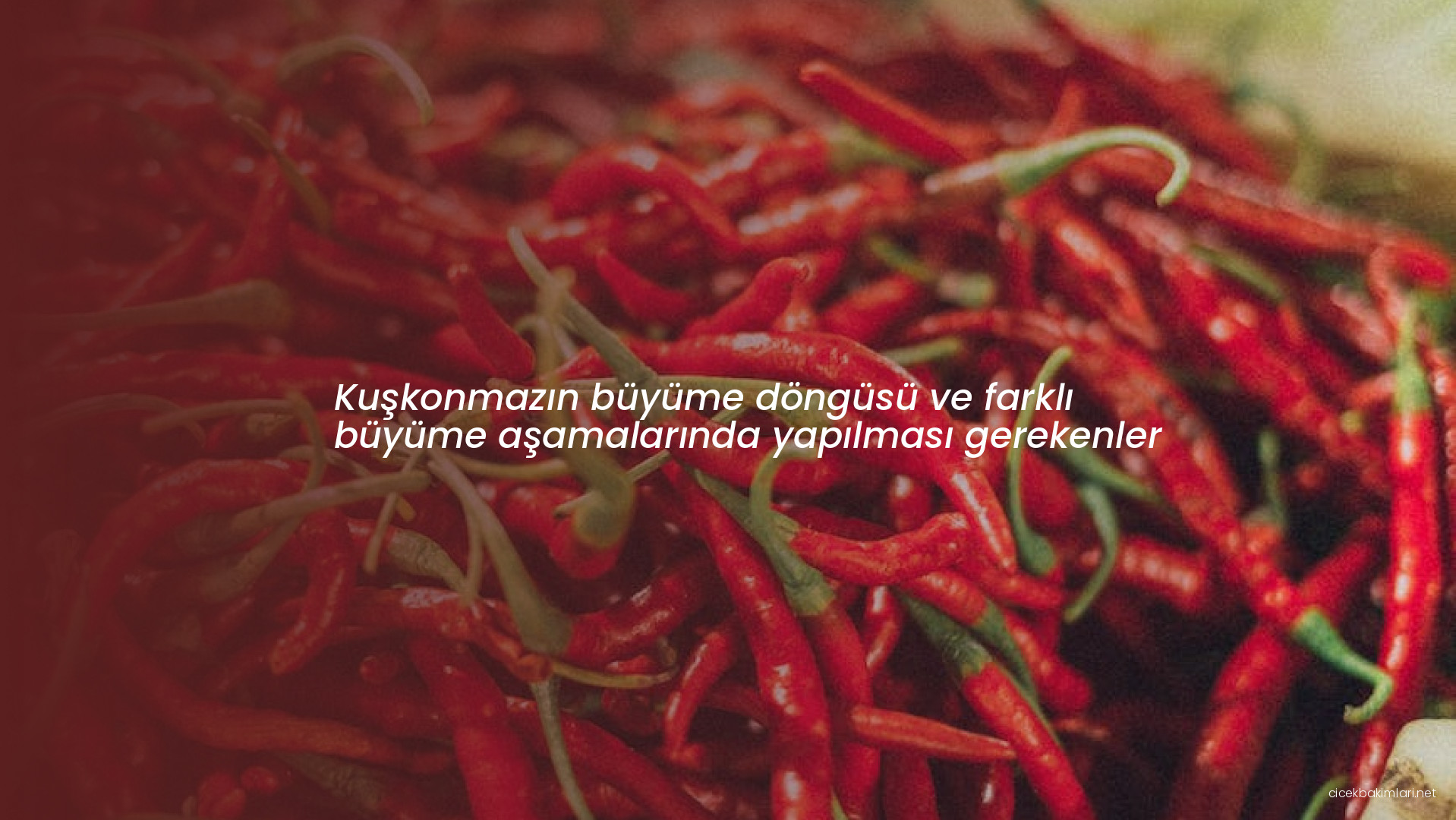 Kuşkonmazın büyüme döngüsü ve farklı büyüme aşamalarında yapılması gerekenler