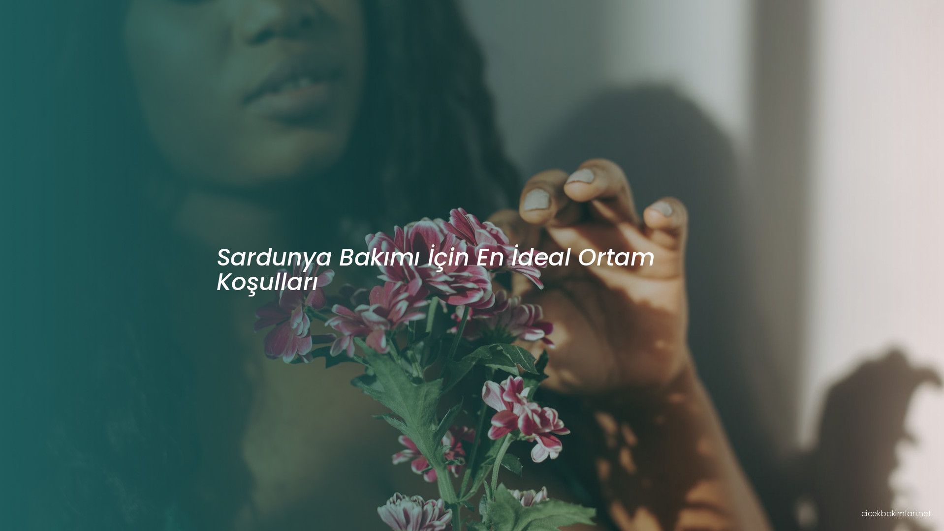 Sardunya Bakımı İçin En İdeal Ortam Koşulları