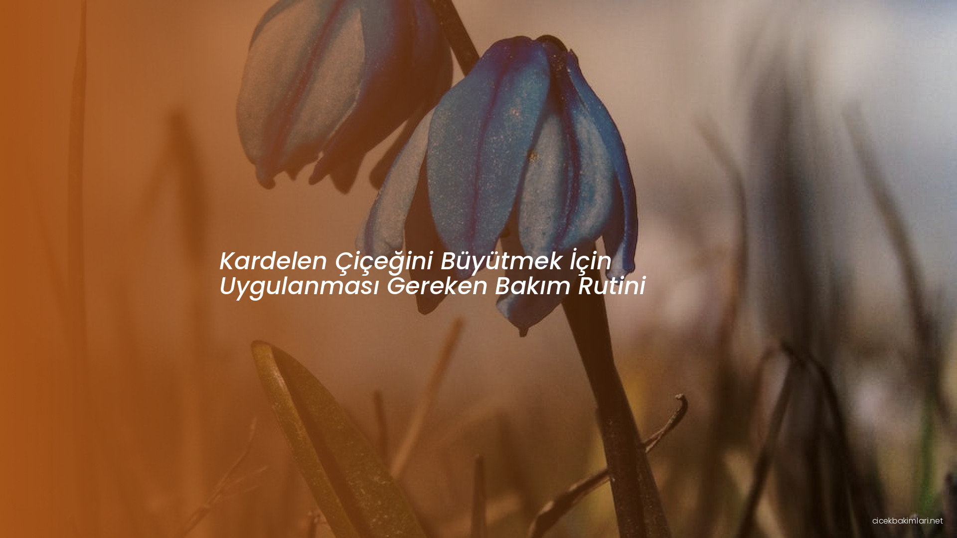 Kardelen Çiçeğini Büyütmek İçin Uygulanması Gereken Bakım Rutini