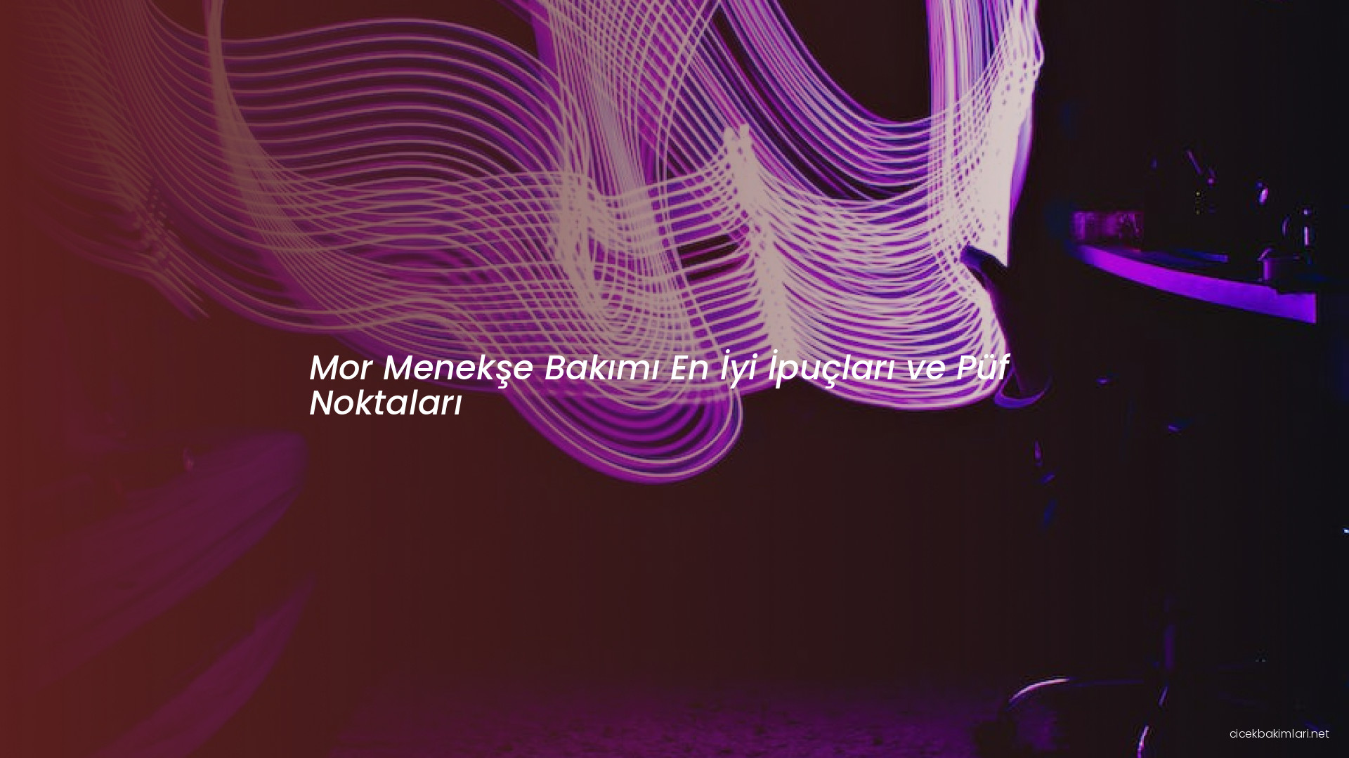 Mor Menekşe Bakımı En İyi İpuçları ve Püf Noktaları