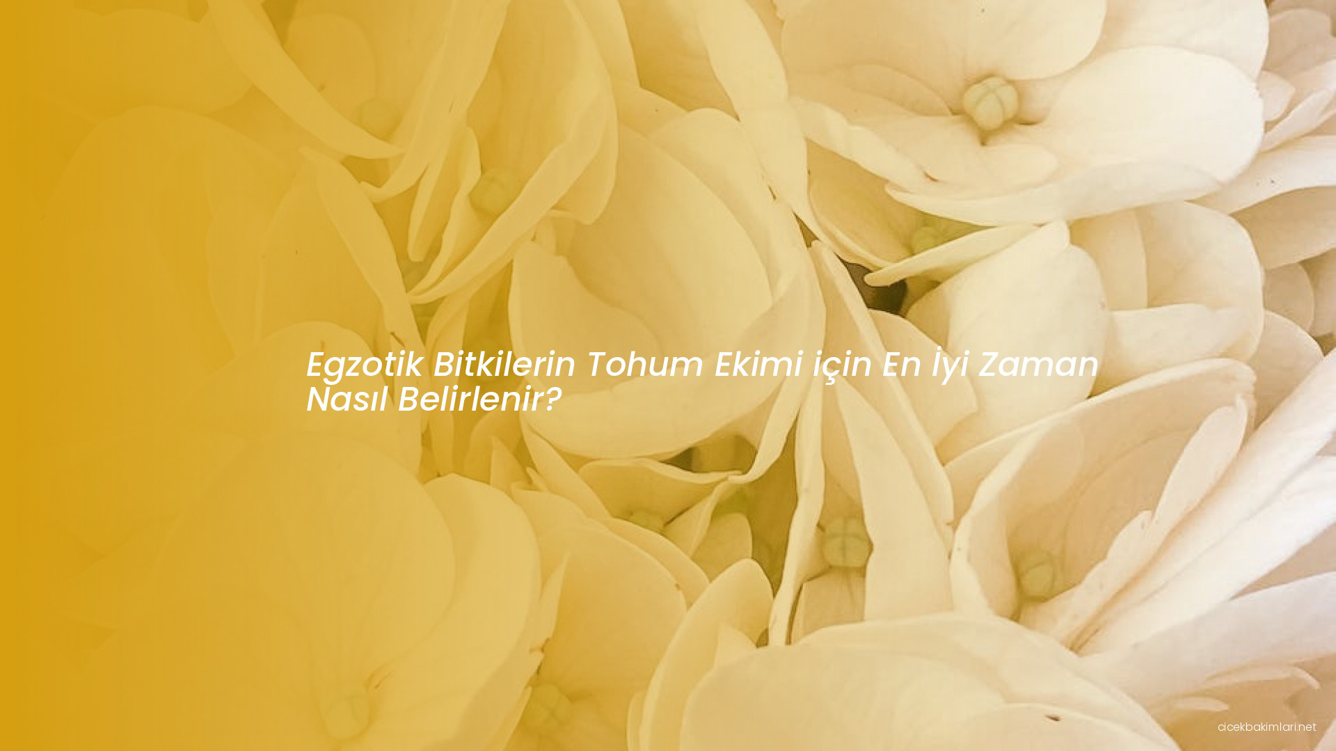 Egzotik Bitkilerin Tohum Ekimi için En İyi Zaman Nasıl Belirlenir?