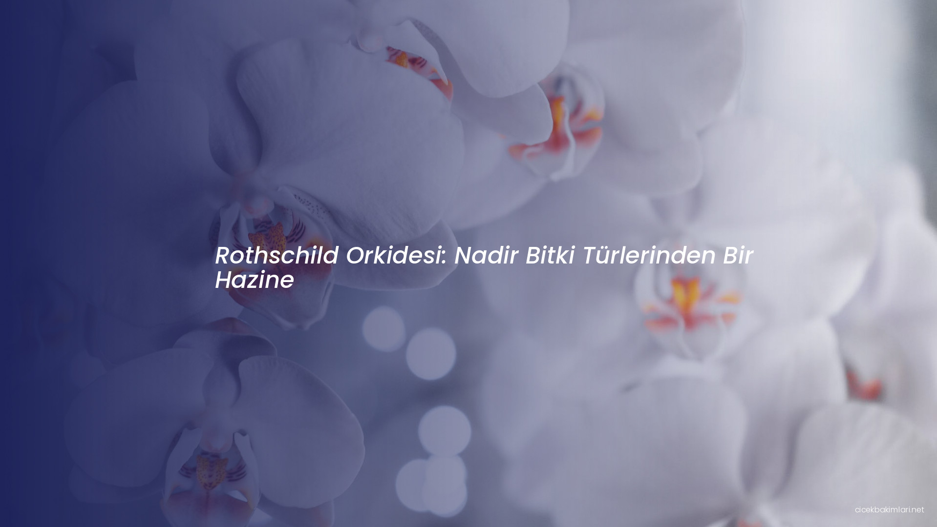 Rothschild Orkidesi: Nadir Bitki Türlerinden Bir Hazine