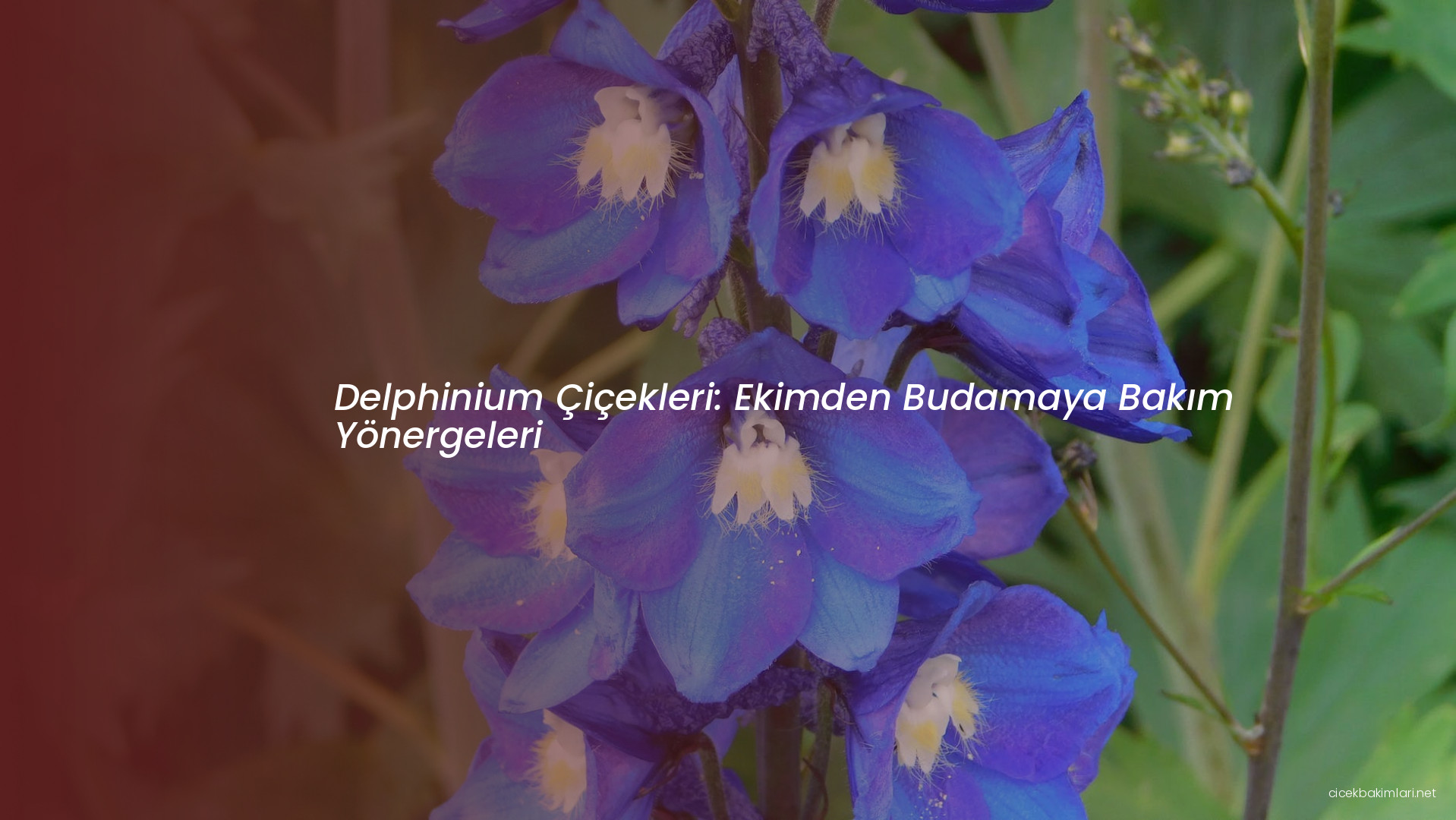 Delphinium Çiçekleri: Ekimden Budamaya Bakım Yönergeleri